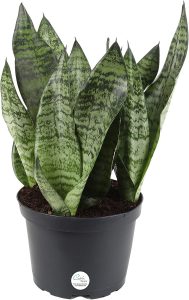 Costa Farms Snake Sansevieria Floor Plant