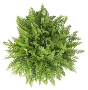 Boston Fern Hanging Basket by Costa Farms​