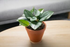 Best Plants for Bedroom Oxygen