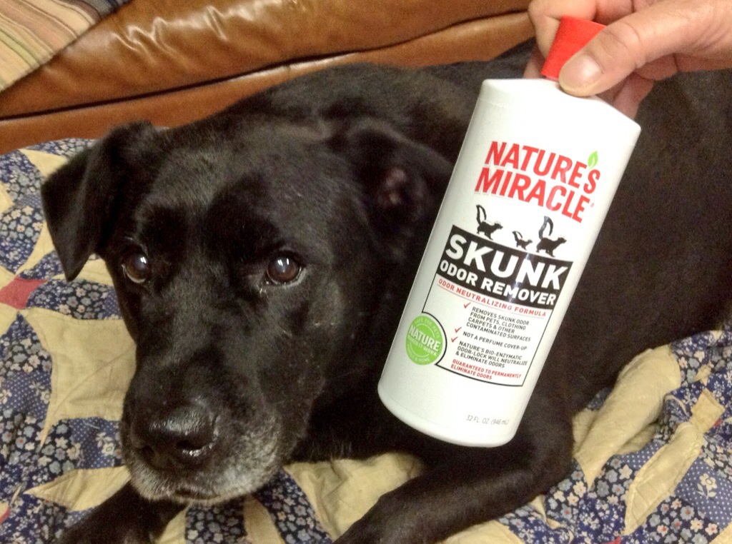 Best Dog Urine Odor Remover Reviews