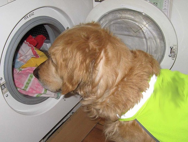 How to Get Rid of Dog Hair in Washing Machine