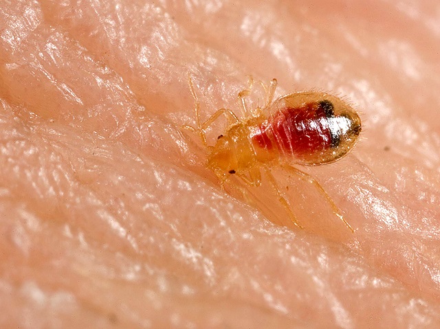 How Fast Do Bed Bugs Spread