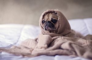 How to wash a dog bed