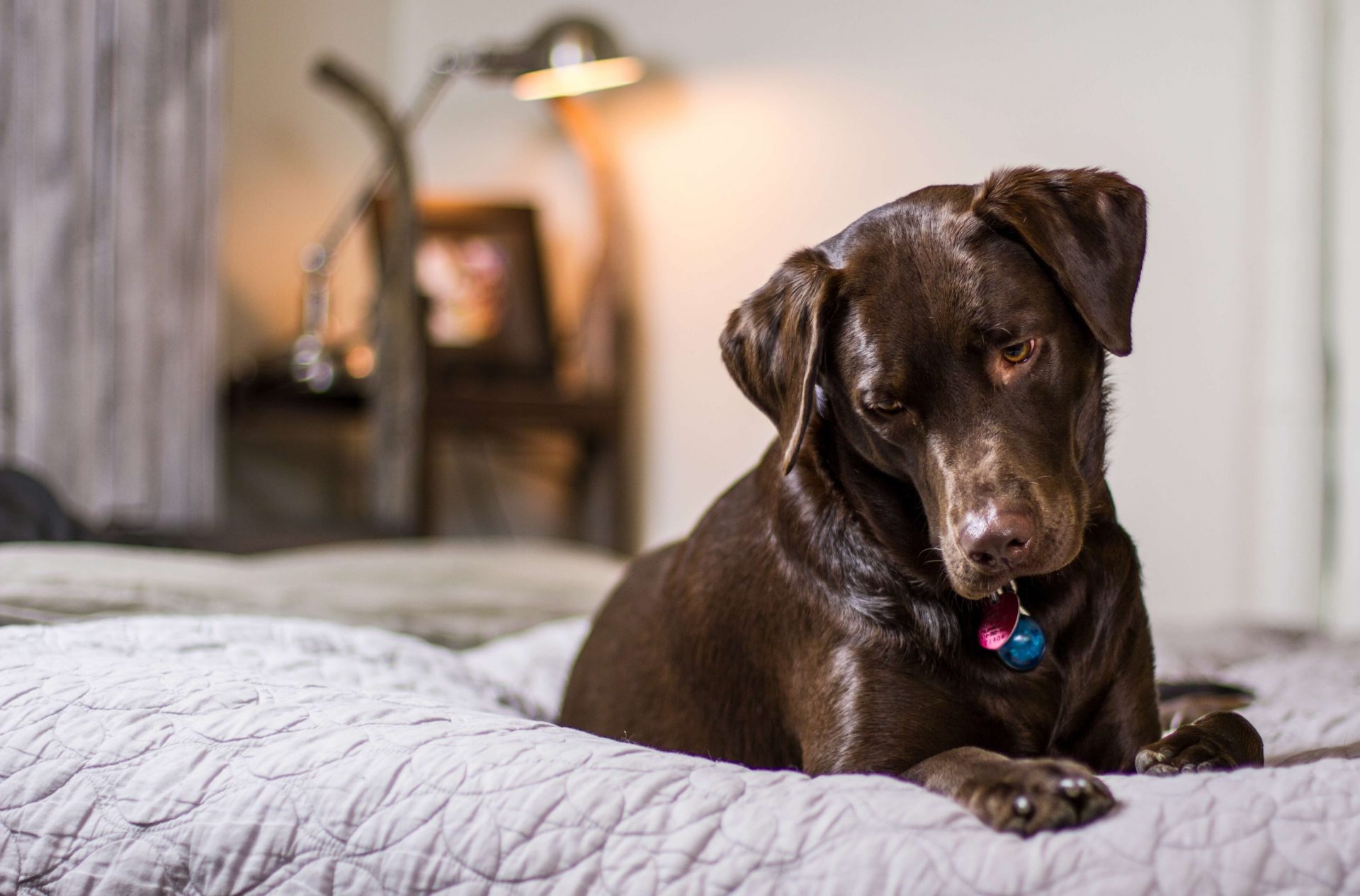 why-did-my-dog-pee-on-my-bed-best-house-decors