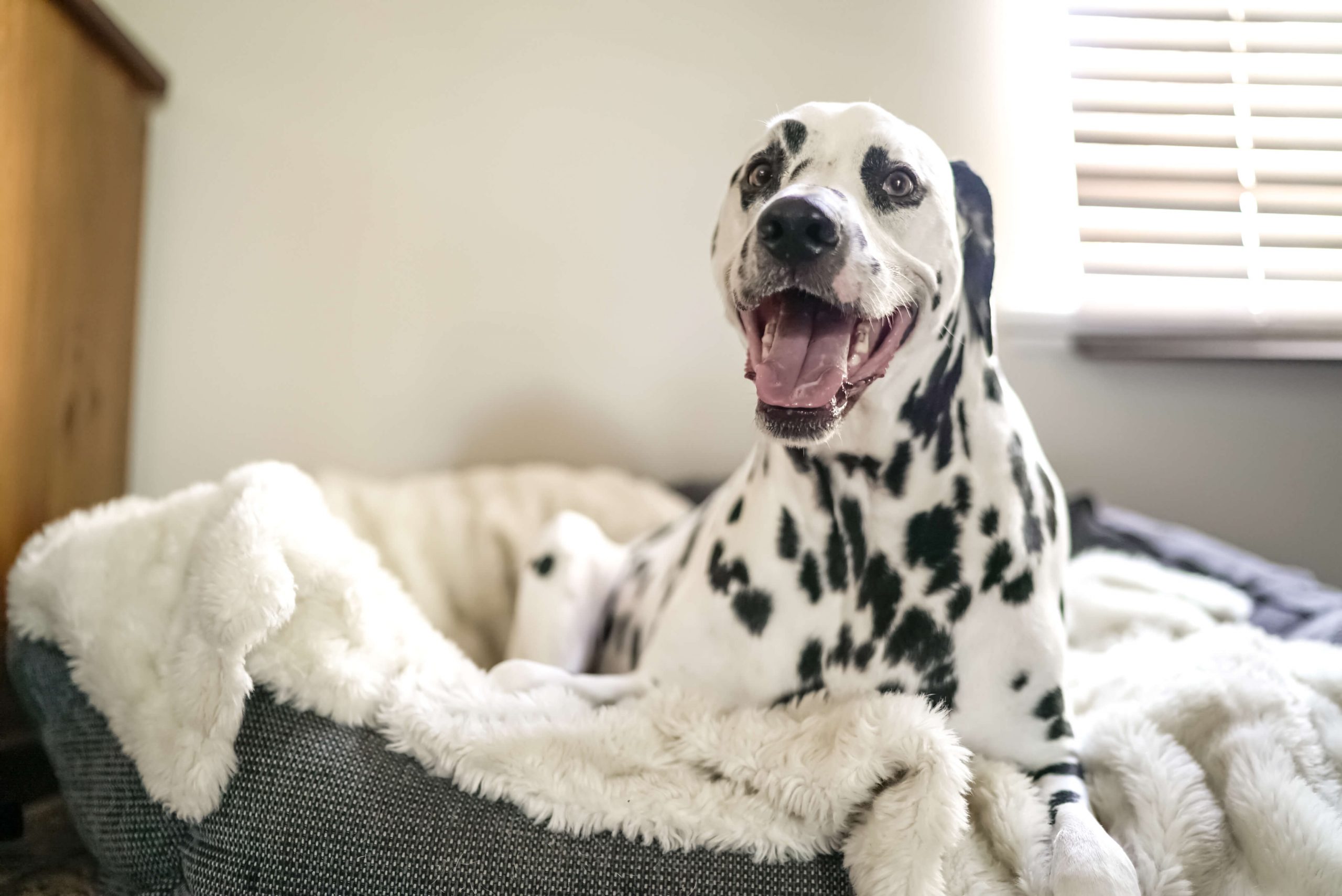 How to Wash a Dog Bed