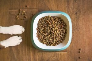 Can Dry Dog Food Go Bad in Heat