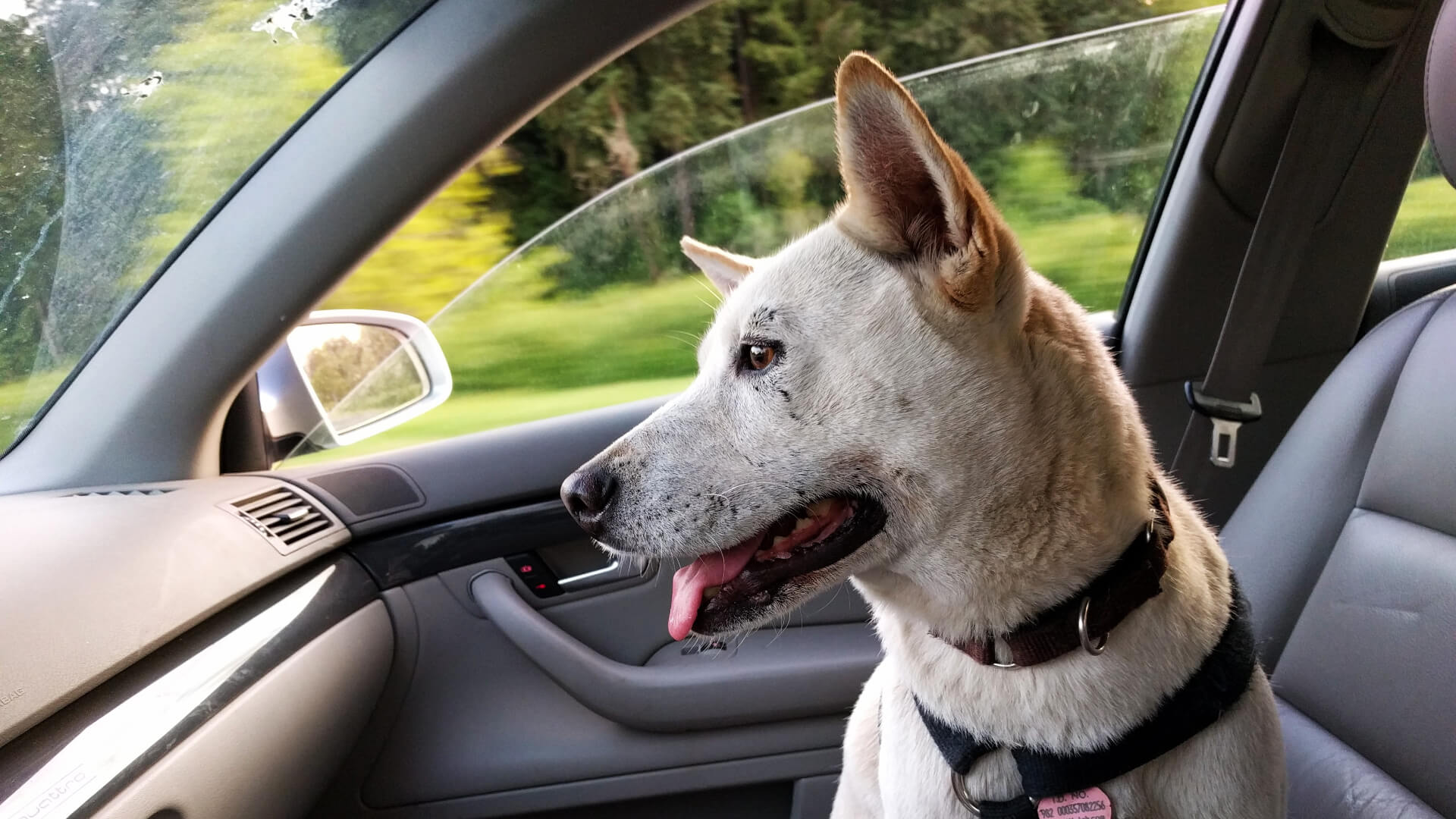 How to Clean Pet Hair from Car