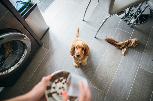 Can Dry Dog Food Go Bad in Heat