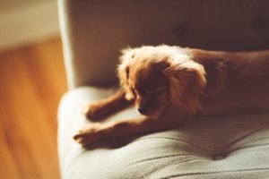 How to Clean Pet Hair from Couch