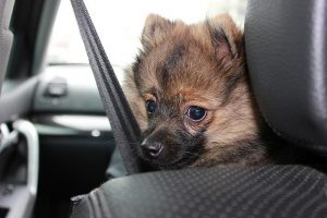 How to Clean Pet Hair from Car