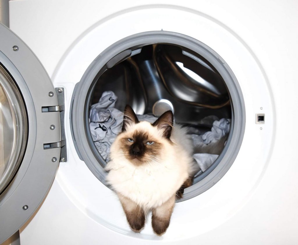 How to Get Rid of Dog Hair in Washing Machine Best House Decors